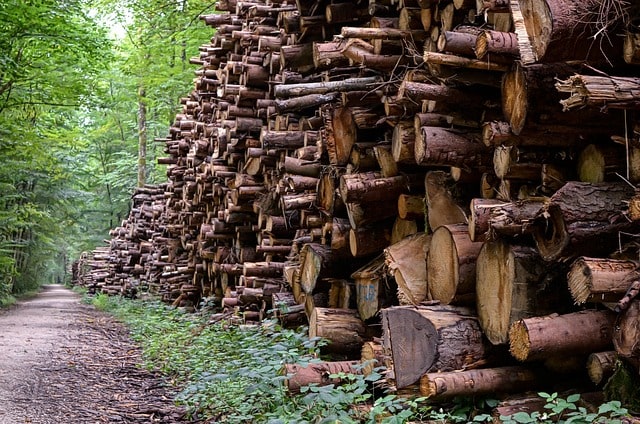 Stacked logs illustrating our Forestry and Energy Translation Services, ensuring accurate and culturally relevant translations for forestry and conservation-related documents.